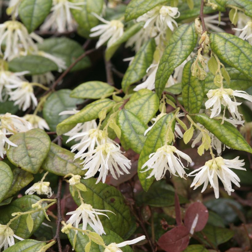 Loropetalum chinense (Floración)