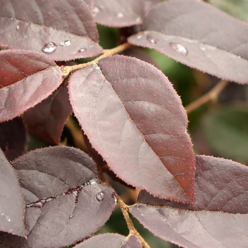 Loropetalum chinense Black Pearl (Follaje)