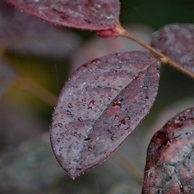 Loropetalum chinense Fire dance (Follaje)