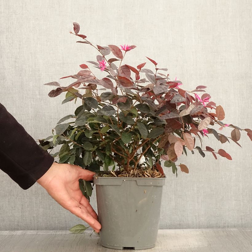 Ejemplar de Loropetalum chinense - Loropétale de Chine Pot de 2L/3L entregado en otoño