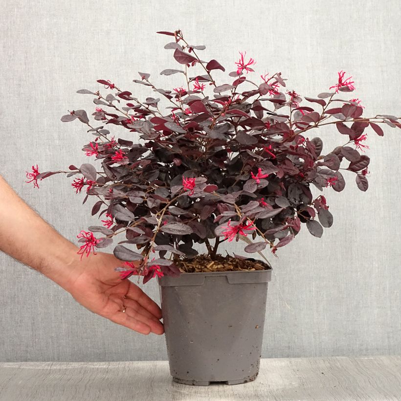 Ejemplar de Loropetalum chinense - Loropétale de Chine Pot de 2L/3L entregado en verano