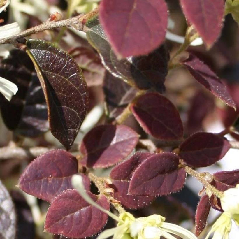 Loropetalum chinense Ruby Snow (Follaje)