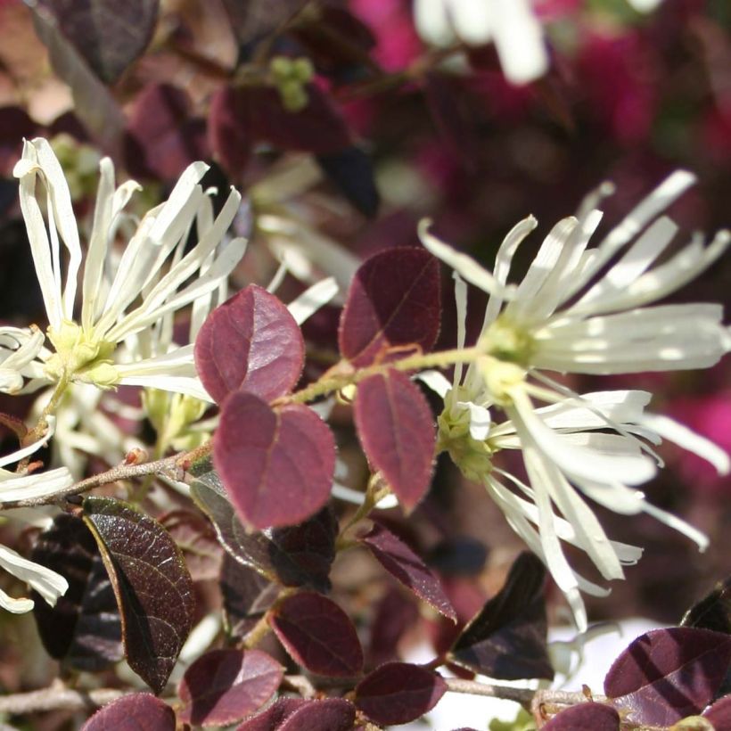 Loropetalum chinense Ruby Snow (Floración)