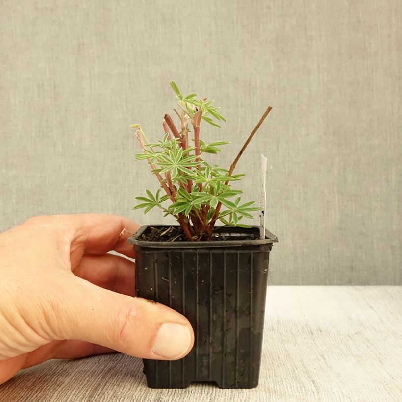 Ejemplar de Lupin arboreus jaune en godet de 7/8cm entregado en otoño