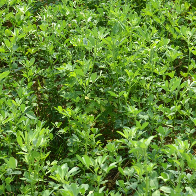 Alfalfa asiática - Medicago sativa (Porte)