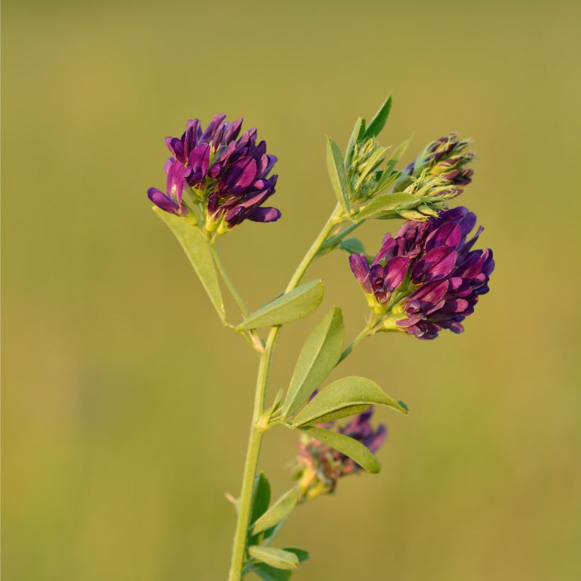 Alfalfa asiática - Medicago sativa (Floración)