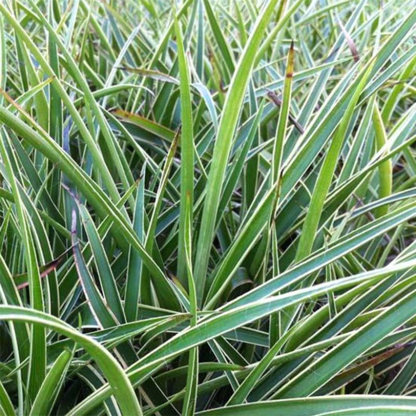 Luzula sylvatica Marginata - Lúzula del bosque (Floración)