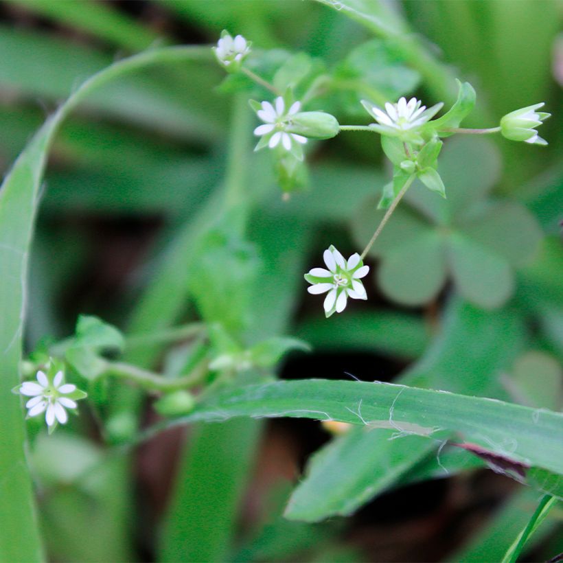 Luzula pilosa (Floración)