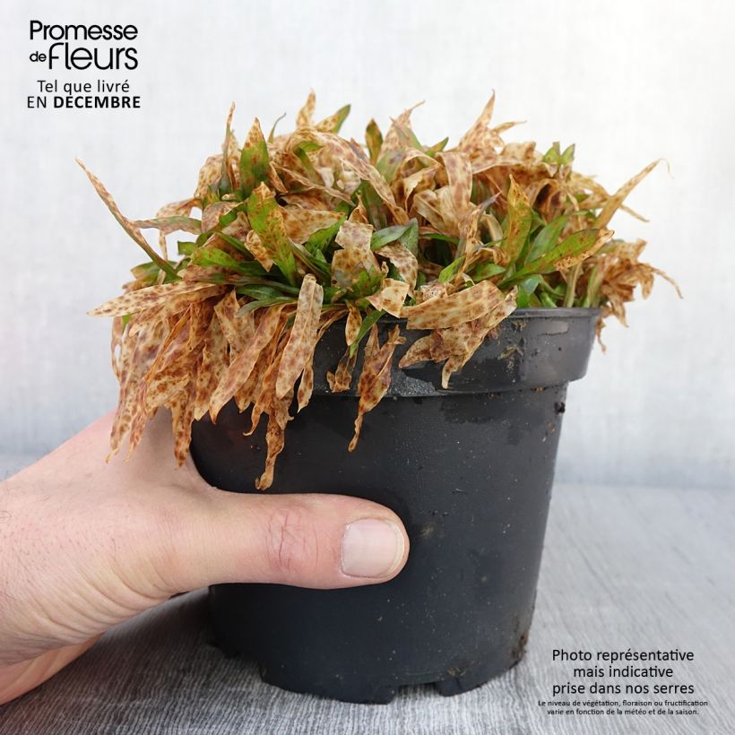 Ejemplar de Lychnis flos cuculi Jenny - Oeillet des prés rose en pot de 2L/3L entregado en otoño