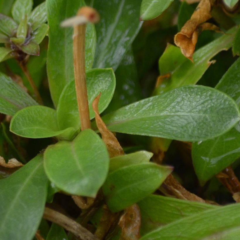 Lychnis flos-cuculi - Flor de cuclillo (Follaje)