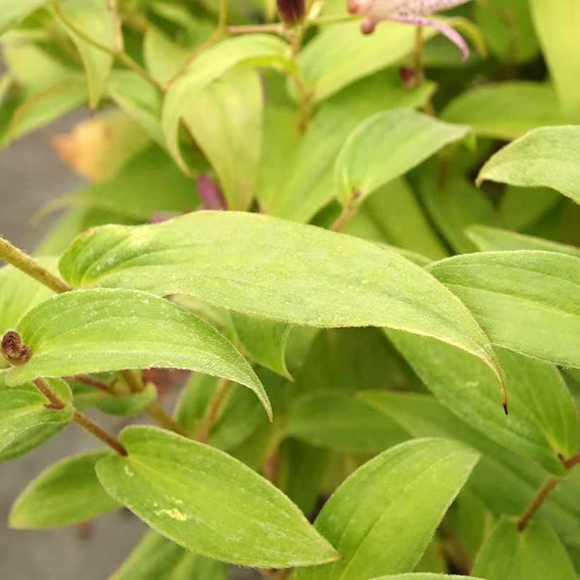 Tricyrtis formosana Pink Freckles - Lirio sapo (Follaje)