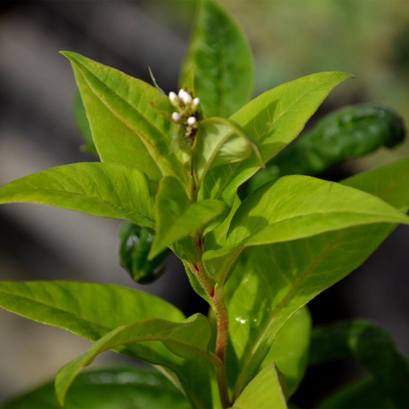 Lysimachia clethroides (Follaje)