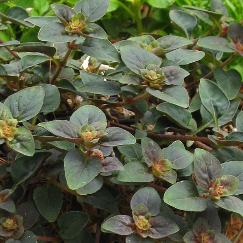 Lysimachia congestiflora Persian Chocolate (Follaje)