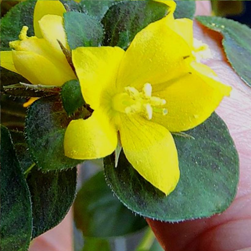 Lysimachia congestiflora Persian Chocolate (Floración)