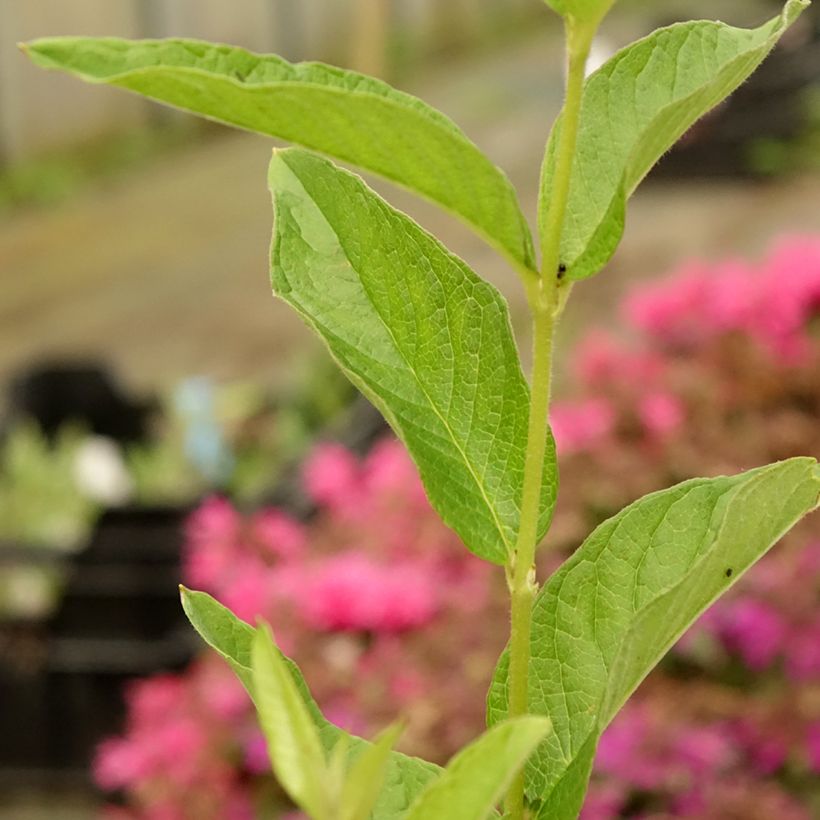 Lysimachia vulgaris (Follaje)