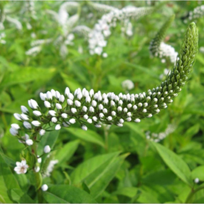 Lysimachia clethroides (Floración)