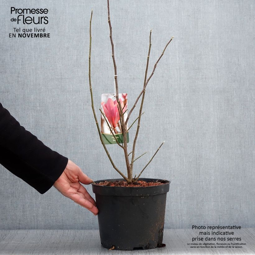 Ejemplar de Magnolia Betty Pot de 4L/5L entregado en otoño