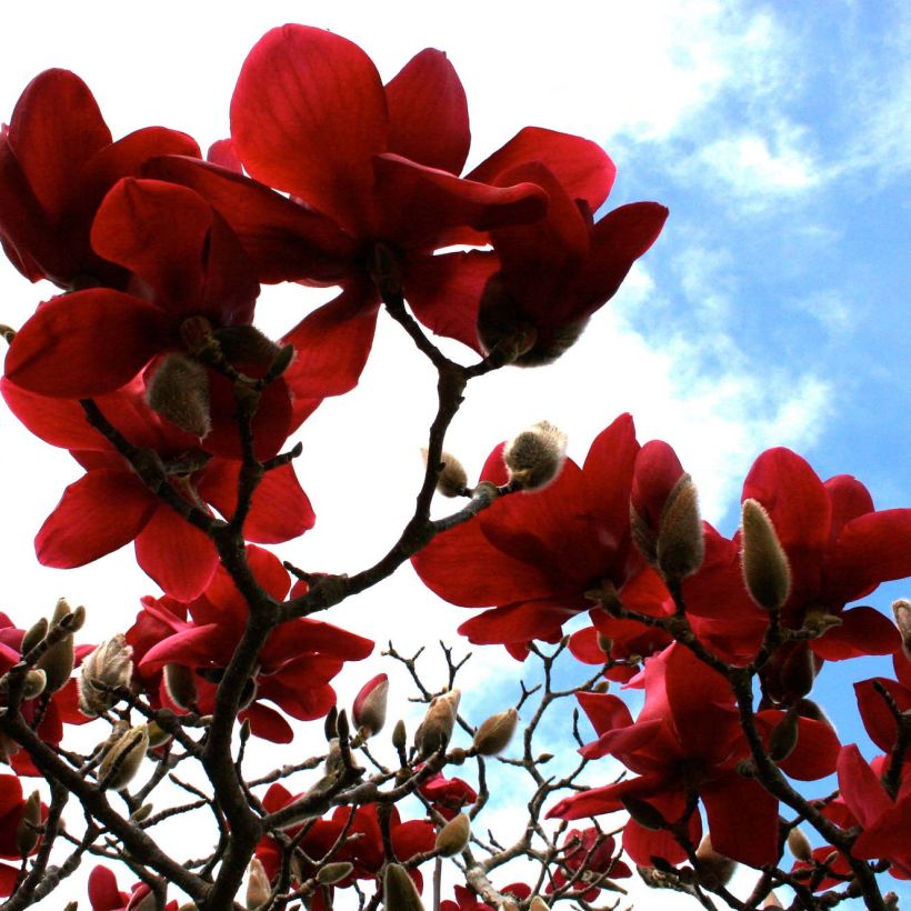 Magnolia Black Tulip (Floración)