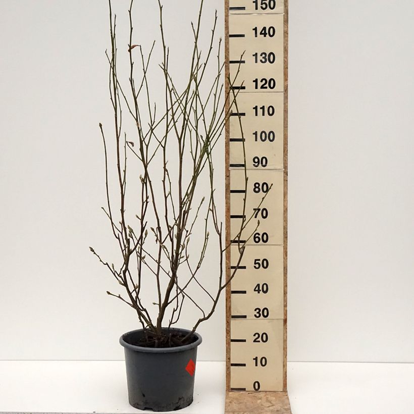 Magnolia denudata Festirose - Yulan Maceta 7,5L/10LAltura de entrega aprox. 125/+cm Ejemplar entregado en invierno