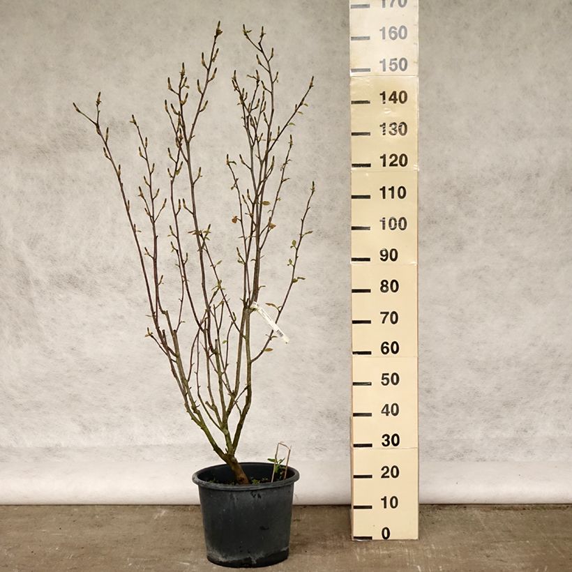 Magnolia denudata Festirose - Yulan Maceta 7,5L/10LAltura de entrega aprox. 125/+cm Ejemplar entregado en la primavera