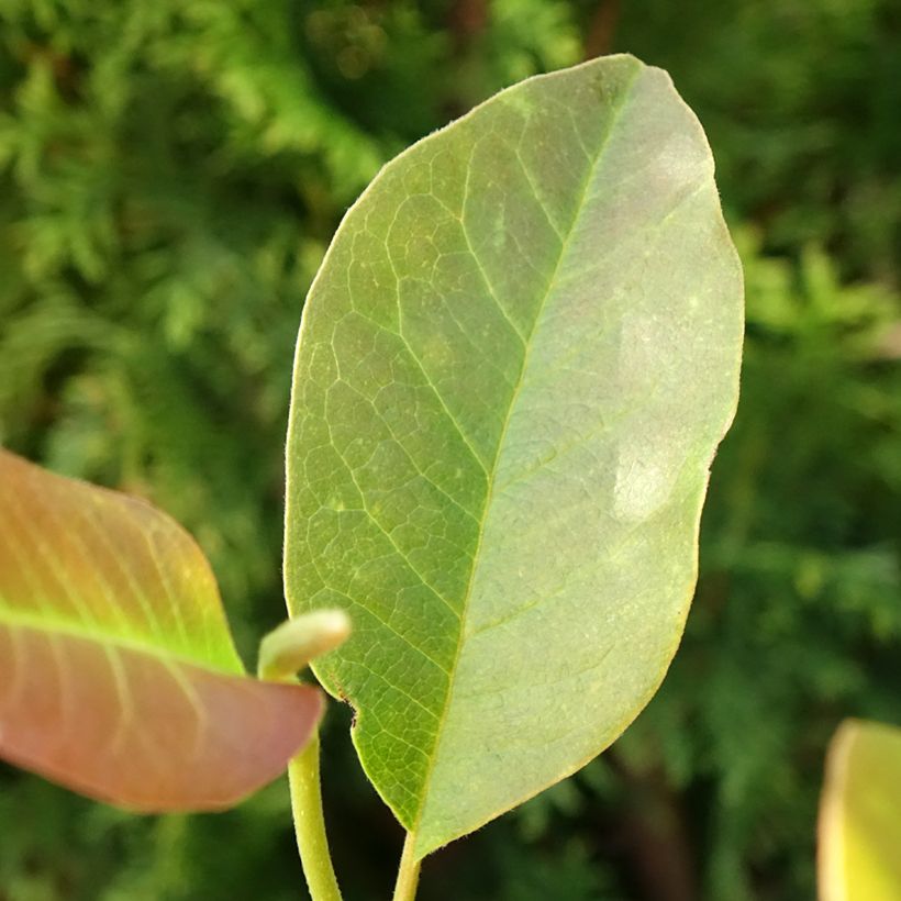 Magnolia denudata Festirose - Yulan (Follaje)