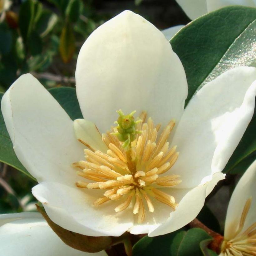 Magnolia dianica Summer Snowflake (Floración)