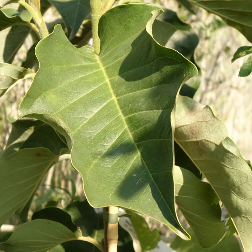 Magnolia soulangeana Emperor (Follaje)