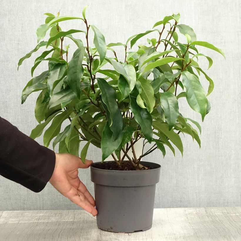 Ejemplar de Magnolia figo Stellar Ruby Pot de 3L/4L entregado en otoño