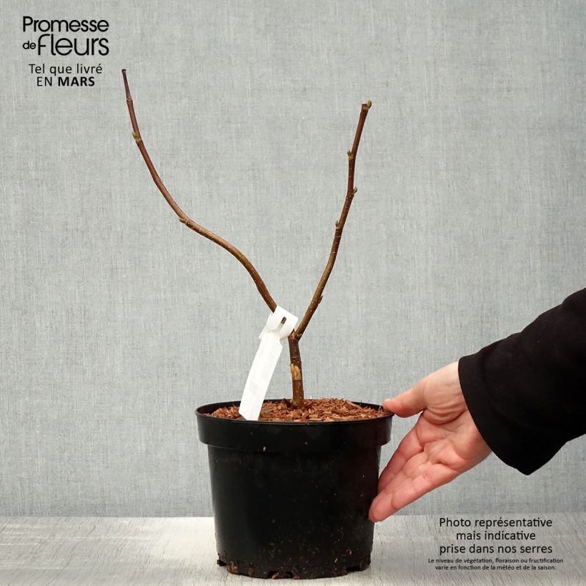 Magnolia Flamingo - Pot de 3L/4L Ejemplar entregado en la primavera