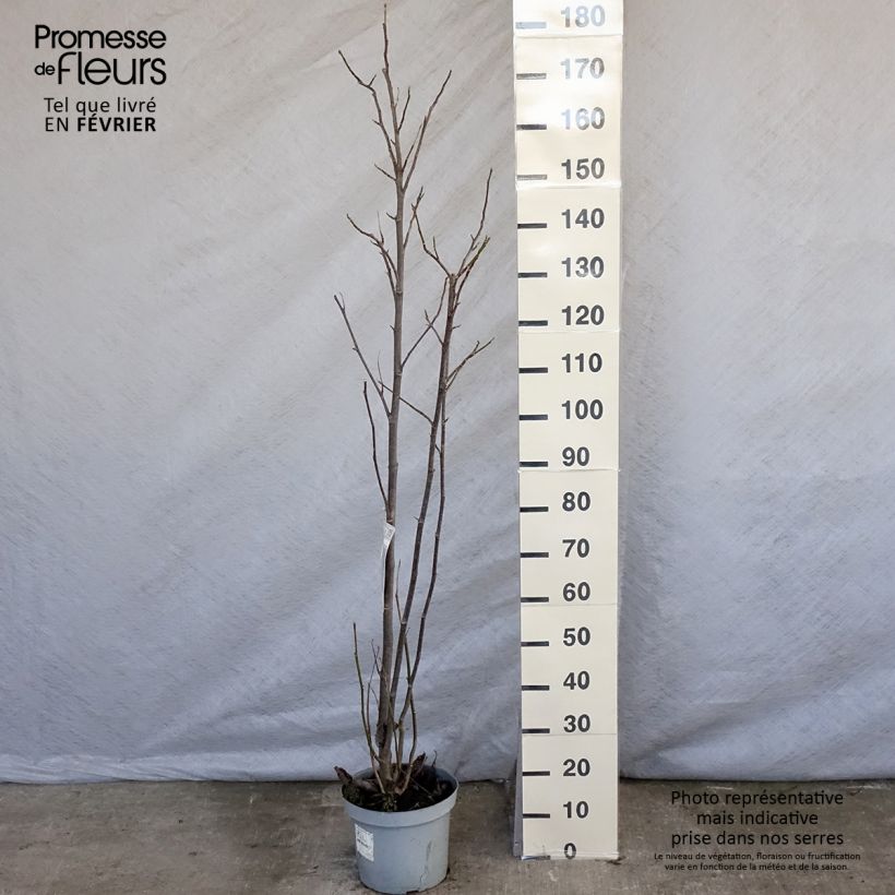 Magnolia Galaxy Pot de 5L Ejemplar entregado en invierno