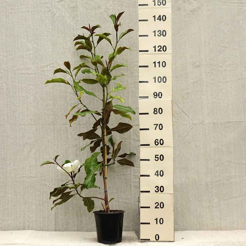 Ejemplar de Magnolia grandiflora Bracken's Brown Beauty - Laurier-tulipier en pot de 4l/5l entregado en verano