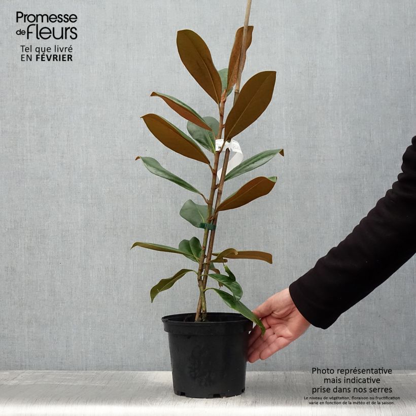 Magnolia grandiflora Double Nantais Pot de 3-4L Ejemplar entregado en invierno