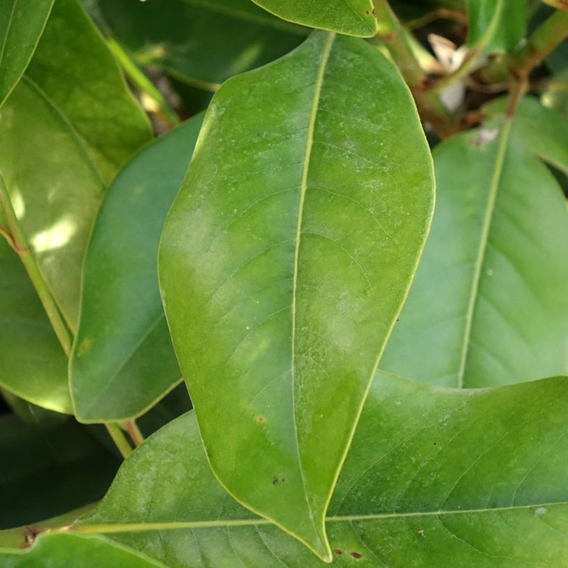 Magnolia grandiflora Double Nantais- Magnolia común (Follaje)