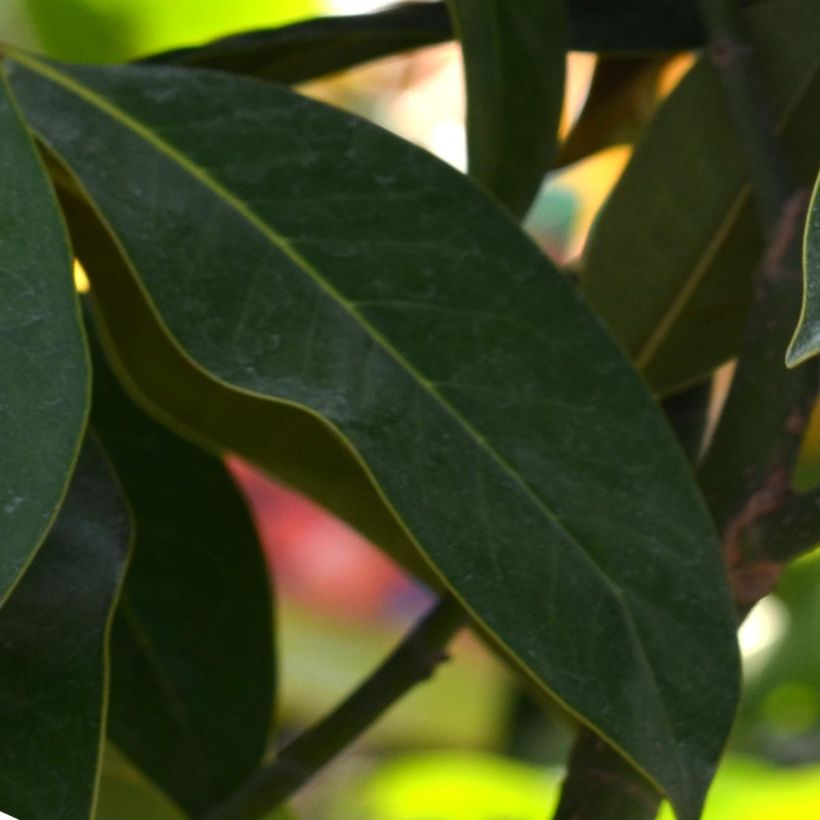 Magnolia grandiflora Galissonière (Follaje)