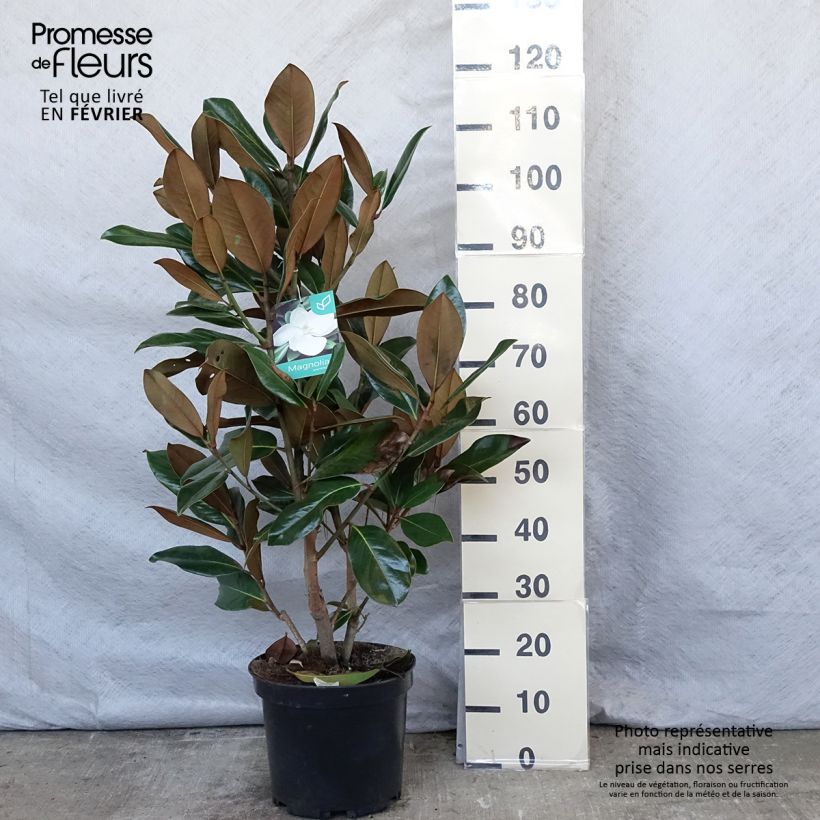 Magnolia grandiflora Galissonière en pot de 10L Ejemplar entregado en invierno