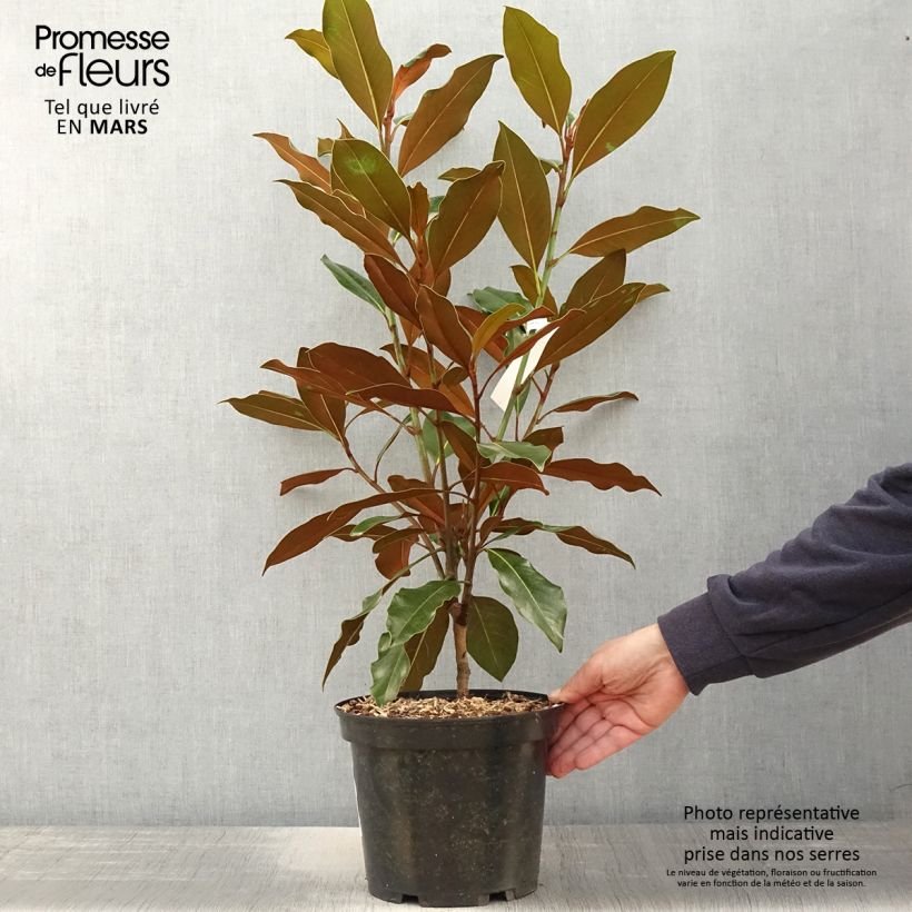 Magnolia grandiflora Kay Parris - Magnolia persistant Pot de 4L/5L Ejemplar entregado en la primavera