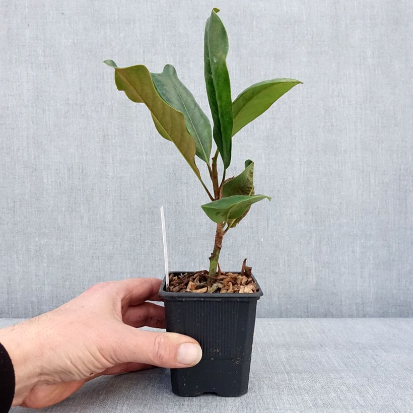 Magnolia grandiflora Mont blanc - Laurier-tulipier - Pot de 10 cm/11cm Ejemplar entregado en invierno