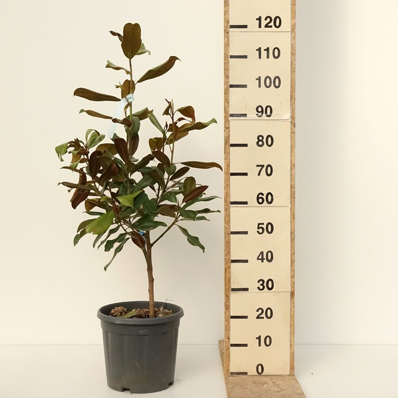 Magnolia grandiflora Nana - Laurier-tulipier Pot de 12L/15L Ejemplar entregado en invierno