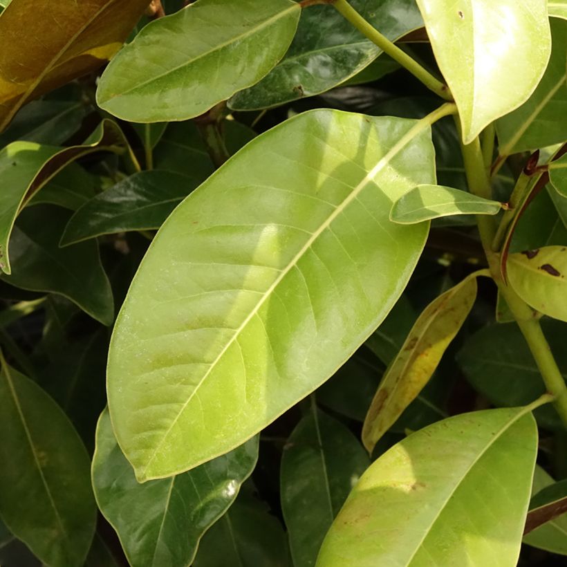 Magnolia grandiflora Victoria (Follaje)