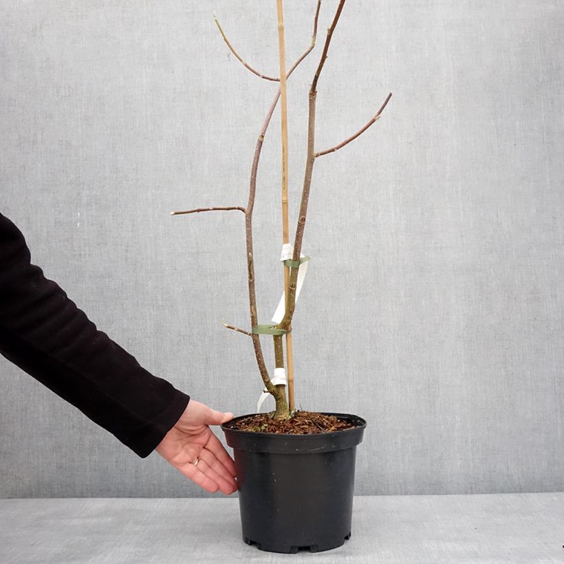 Magnolia greffé Tina durio - Pot de 4L/5L Ejemplar entregado en invierno