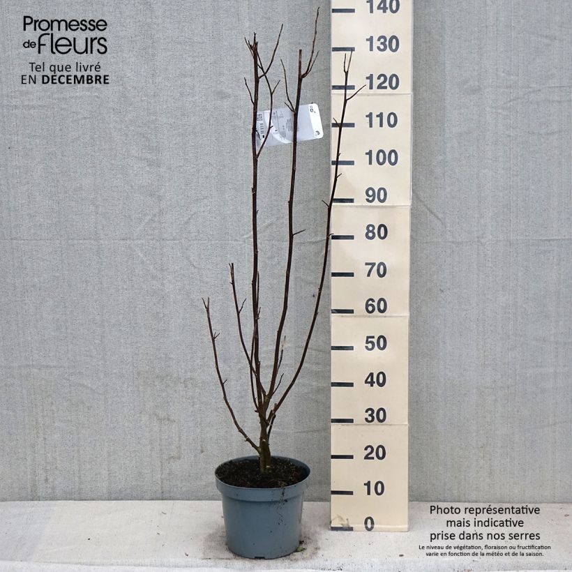 Ejemplar de Magnolia kobus - Magnolia de Kobe Pot de 4L/5L entregado en otoño