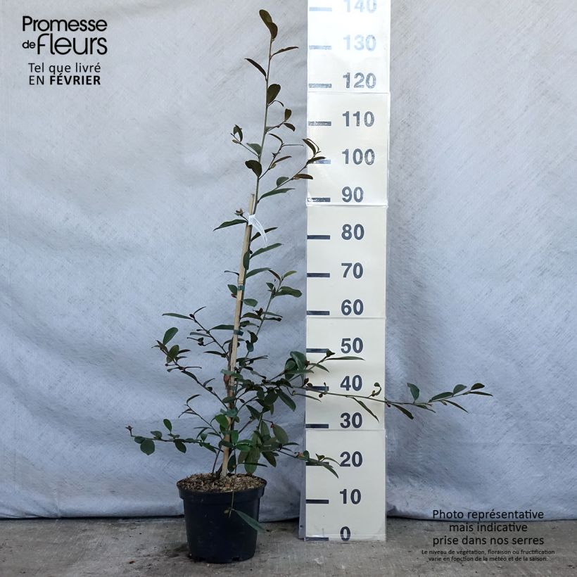 Magnolia laevifolia Achteraan - Michelia yunnanensis Pot de 5L Ejemplar entregado en invierno