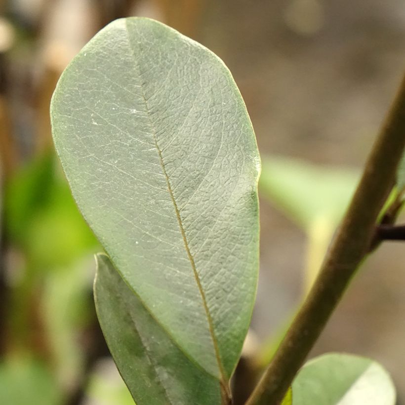 Magnolia laevifolia Achteraan (Follaje)