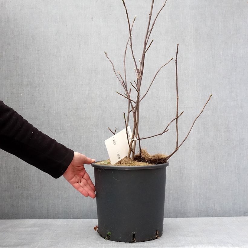 Magnolia liliflora Nigra en pot de 7,5L Ejemplar entregado en invierno