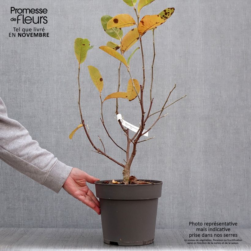 Ejemplar de Magnolia loebneri Mags Pirouette - Pot de 7,5L/10L entregado en otoño