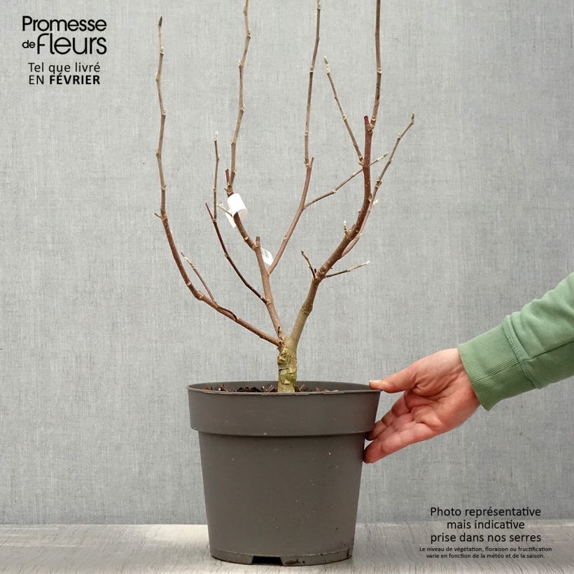 Magnolia loebneri Mags Pirouette - Pot de 7,5L/10L Ejemplar entregado en invierno