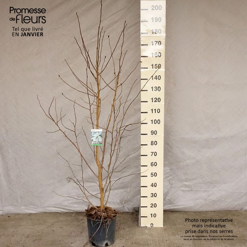 Magnolia loebneri Merrill en pot de 7.5L/10L Ejemplar entregado en invierno