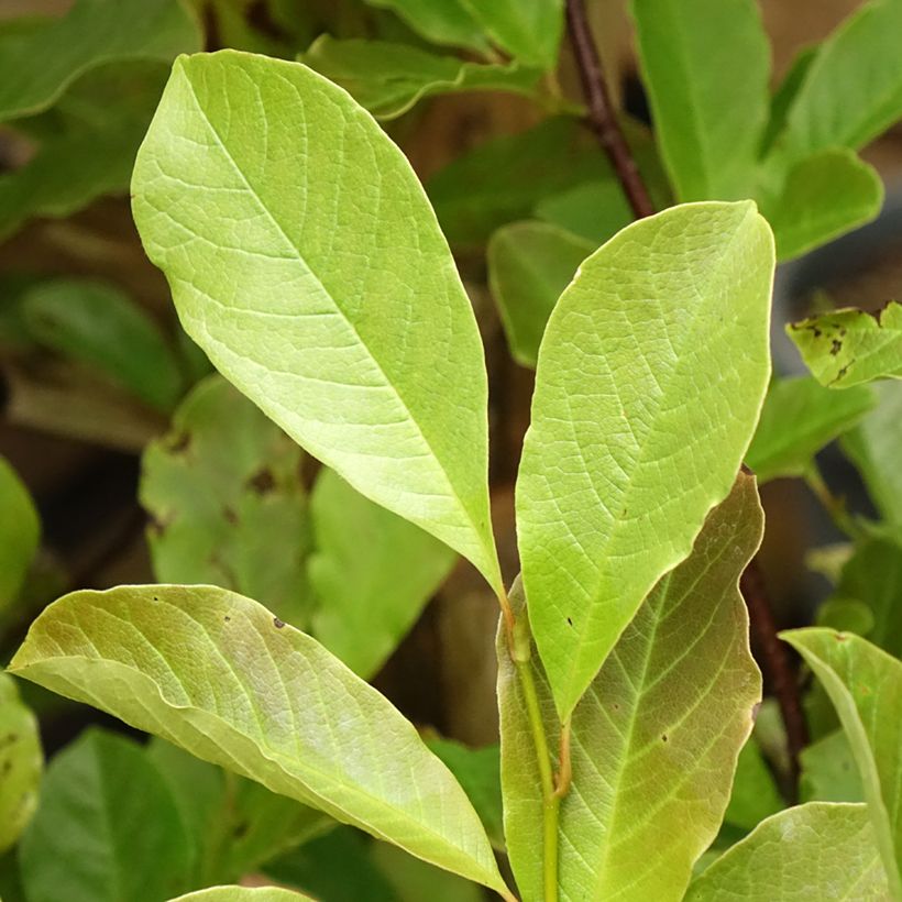 Magnolia loebneri Merrill (Follaje)