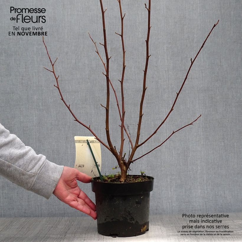 Ejemplar de Magnolia loebneri Merrill Pot de 3/4L entregado en otoño