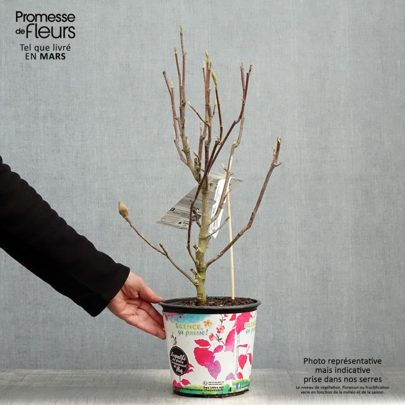 Magnolia Manchu Fan en pot de 4l/5l Ejemplar entregado en la primavera